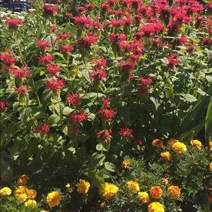 Meet your Posher, Lizzie